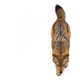 Asiatic Jackal: illustrative articulated motion cycle