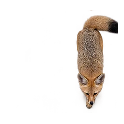 Bengal Fox: illustrative articulated motion cycle