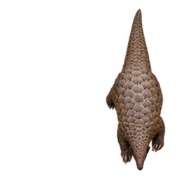 Indian Pangolin: illustrative articulated motion cycle