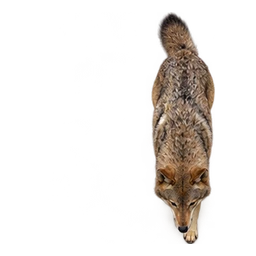 Indian Wolf: illustrative articulated motion cycle
