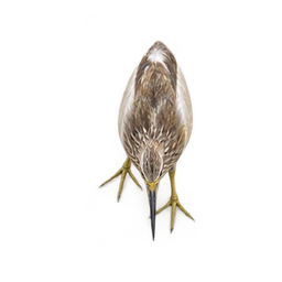 A pond heron lowering its beak into the water and lifting it again