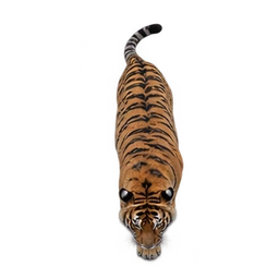 A realistic Bengal tiger crossing the forest trail