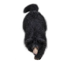 A realistic Indian sloth bear walking in the forest