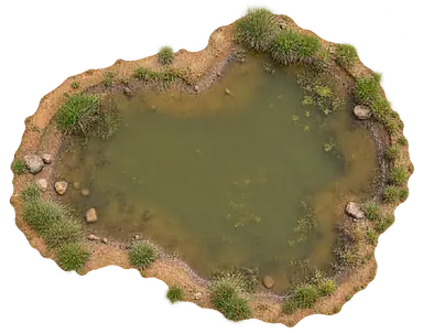 Forest waterhole with a natural muddy bank