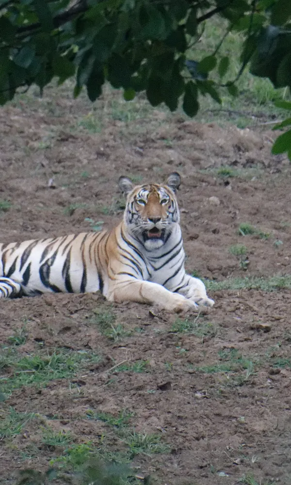 Tiger in Pench Tiger Reserve, Madhya Pradesh