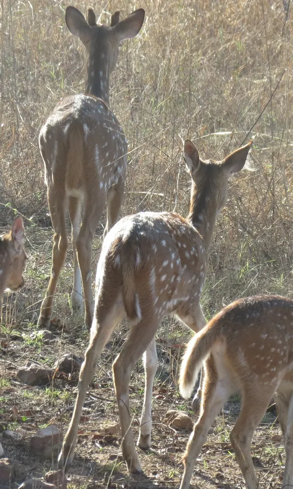Wildlife in Panna National Park, Madhya Pradesh