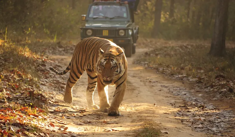 Royal Bengal tiger in Kanha National Park