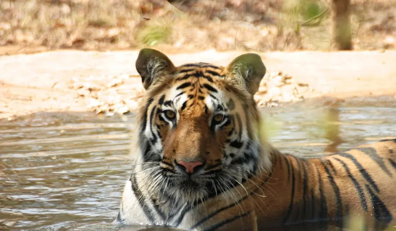Bengal tiger in water at Bandhavgarh National Park