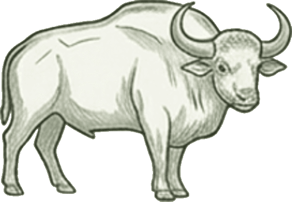 Gaur