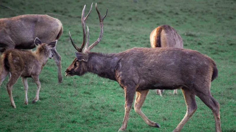 Sambar deer photographed in Satpura Tiger Reserve