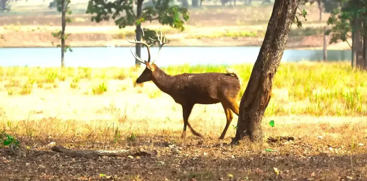 Deer in the golden meadows of Kanha