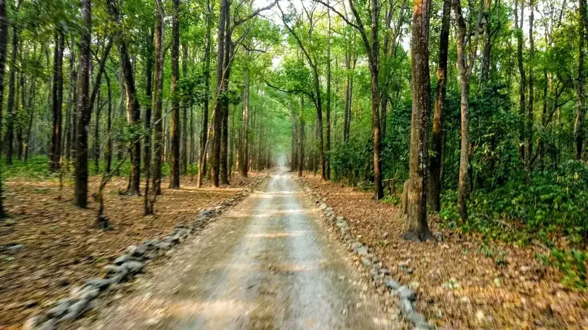 Safari road through the sal forest of Kanha