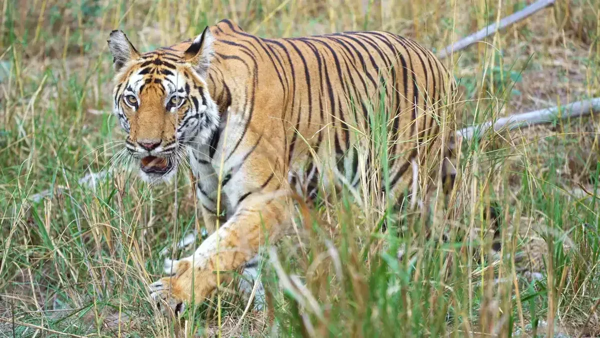 Tiger in tall grass, Kanha National Park