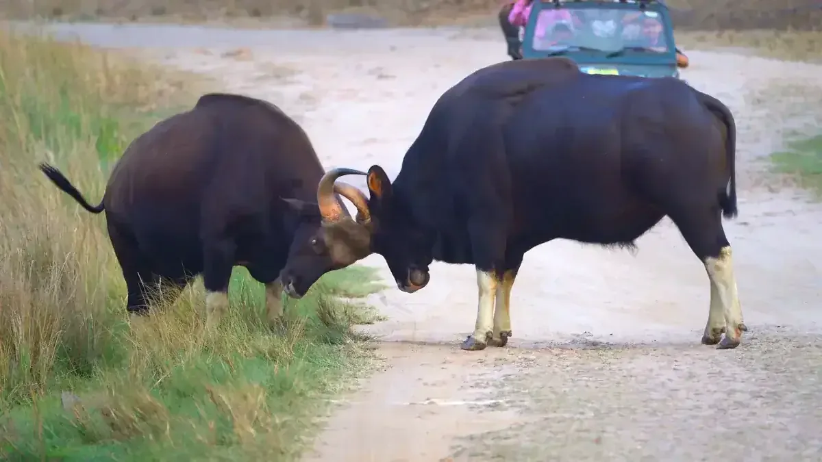 Two gaur sparring in Kanha