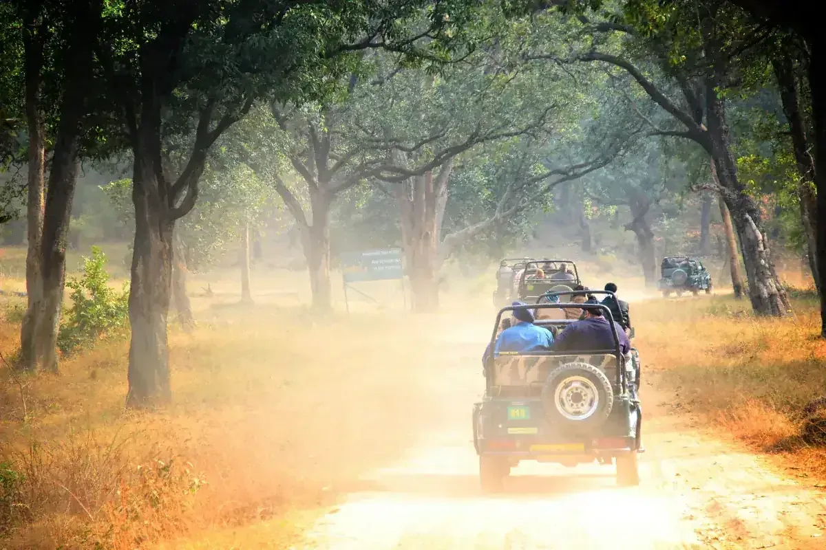 Safari gypsy on a forest track at golden hour