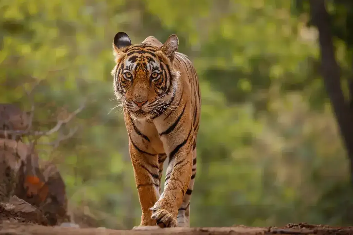 Bengal tiger walking on a forest path
