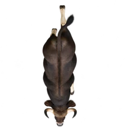 Indian Gaur: illustrative articulated motion cycle