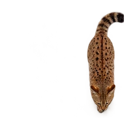 Rusty-Spotted Cat: illustrative articulated motion cycle