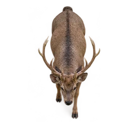 Sambar bending its neck to drink, swallowing and raising its head