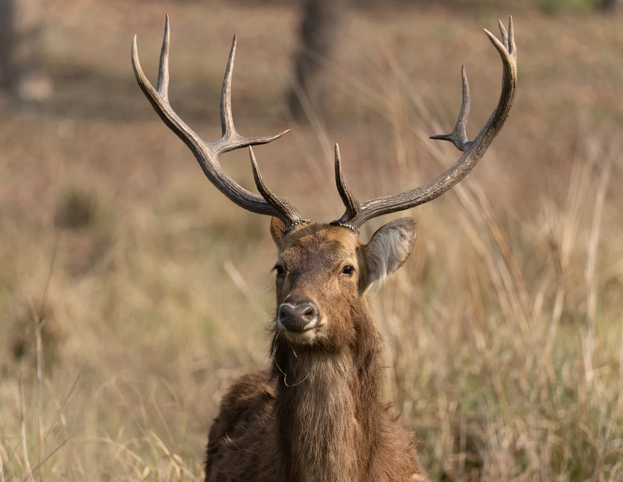 A male hard-ground barasingha in Kanha with its full branched antlers visible