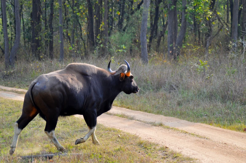 Gaur in green woodland inside Kanha National Park