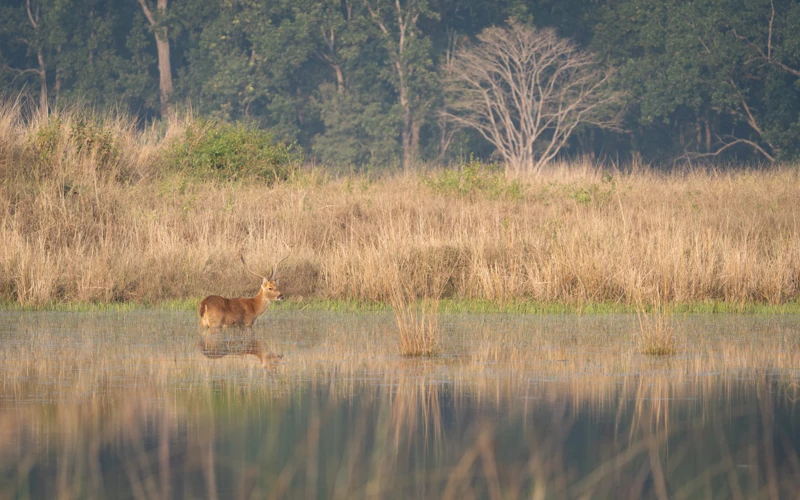 A real Kanha water habitat used as a reference for the waterbody chapter