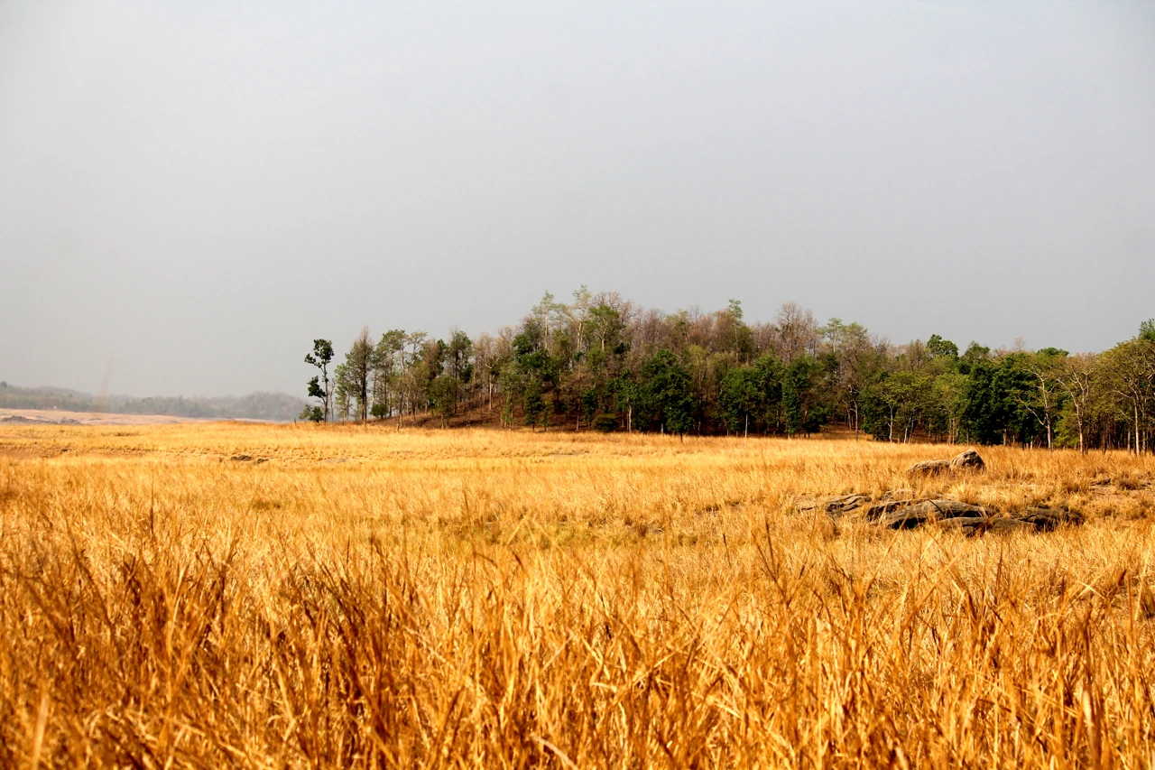 Golden grassland meadows in Kanha National Park