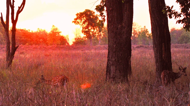 Sunset inside Kanha National Park, used as a landscape reference