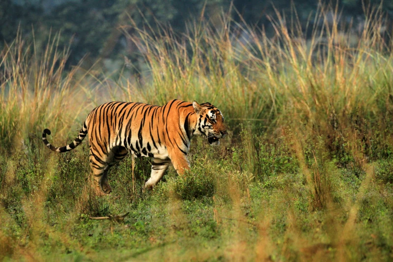 A tiger photographed inside Kanha National Park