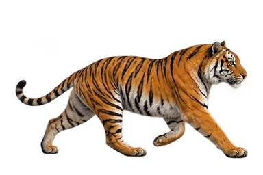 Royal Bengal Tiger illustration