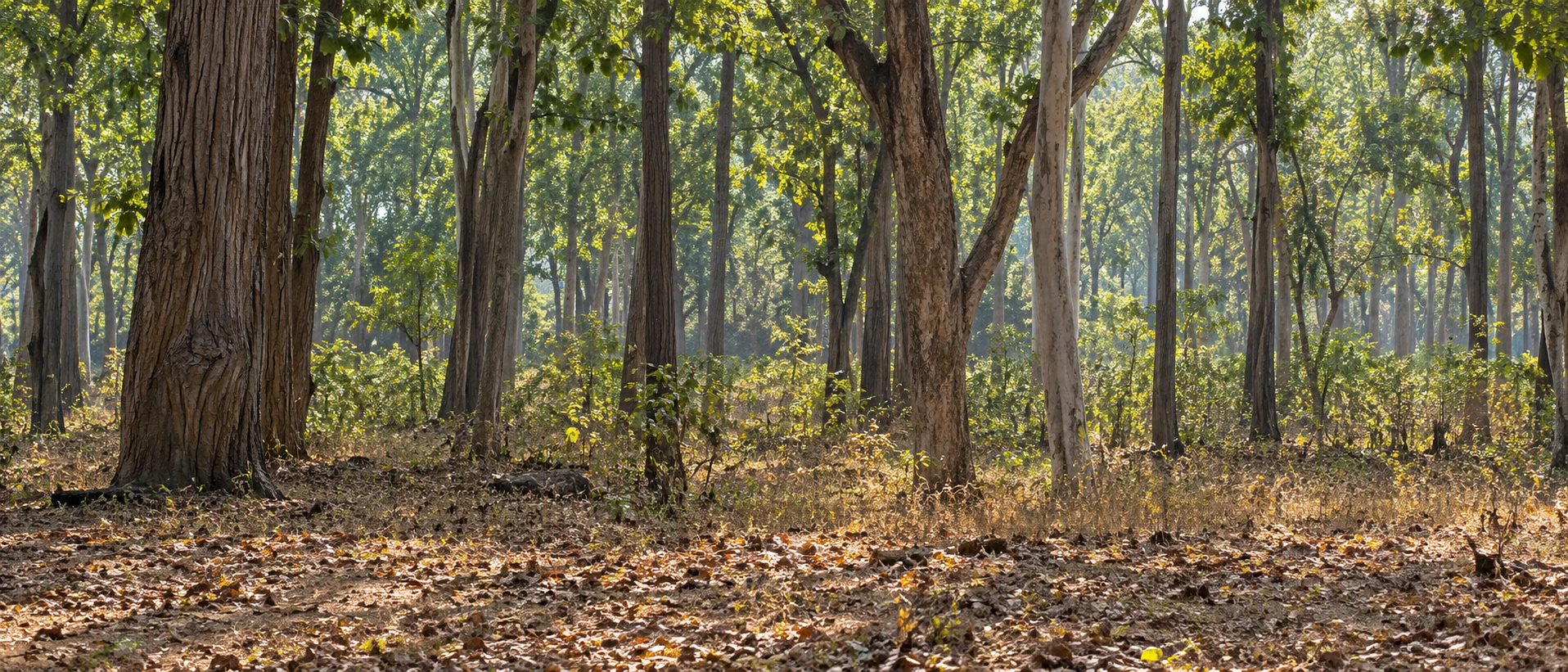 Pench-inspired eye-level teak forest in cinematic generated artwork