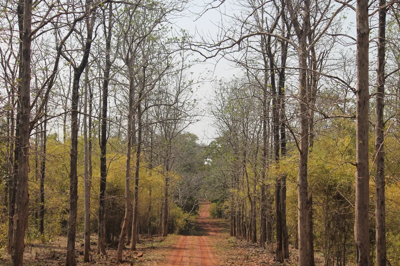 Pench forest photograph; not a verified Rukhad circuit