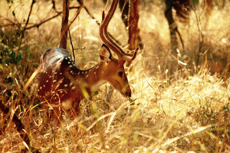 Chital in Pench; habitat reference, not a Karmajhiri viewpoint