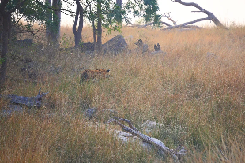 Tiger in Turia core zone, as identified by the photographer