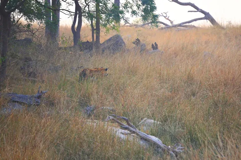 Tiger in Turia core zone, as identified by the photographer