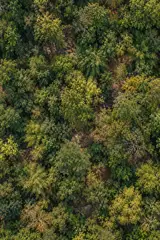 Generated overhead Satpura-inspired forest artwork