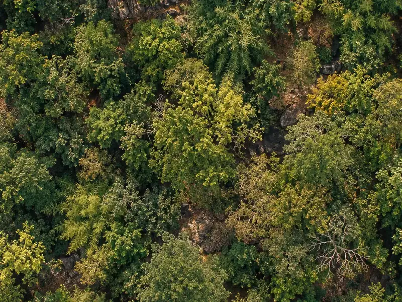 Illustration of mixed Satpura forest seen from above