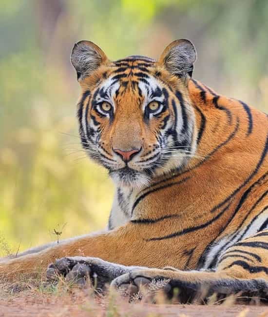 Kanha-min Kanha-min