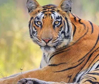 Kanha-min